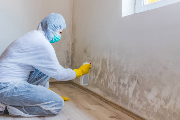 Licensed Mold Remediation service in Franklin, NC - Mold Remediation HQ