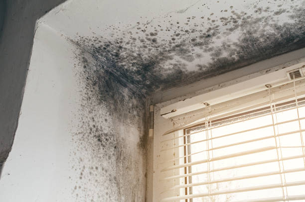 Affordable Mold Remediation solutions in Franklin, NC